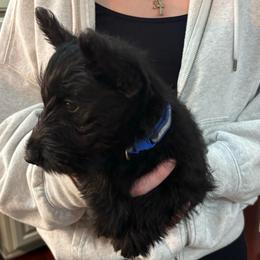 Joey - Black male Scottish Terrier puppy in Oak Harbor, Washington from Nicole's Scottish Terriers