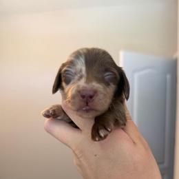 Chocolate Dapple Male - Dapple male Dachshund puppy in El Paso, Texas from IVK9's Dachshunds