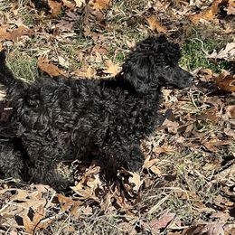Evie - Phantom female Poodle puppy in Cabool, Missouri from Rafter B Farms