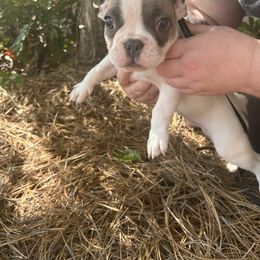 French Bulldog Puppies from Southern Mississippi Frenchies