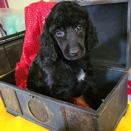 Poodle Puppies from My Buddies Puppies