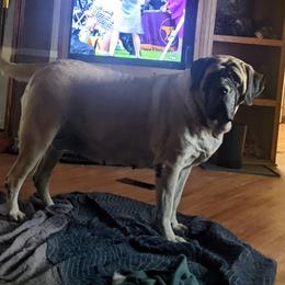 Buttercup - Mastiff