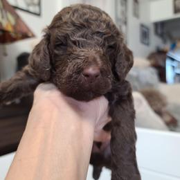 Green collar, Otto - Brown male Poodle puppy in Colorado Springs, Colorado from Silly's Standard Poodles