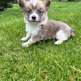 Boy bluie sable - Blue Pembroke Welsh Corgi puppy in Pilot Rock, Oregon from Austin's Pups