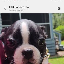 Boston Terrier Puppies from I Love Pups