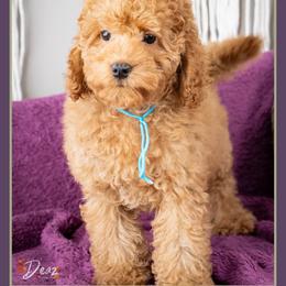 Bradley - Red male Cockapoo puppy in Connersville, Indiana from Deaz Doodle Ranch