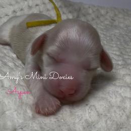 AKC Aspen (Yellow) - Cream female Dachshund puppy in Jena, Louisiana from Amy’s Mini Doxies