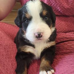 Lily - Black rust and white female Bernese Mountain Dog puppy in Auburn, Indiana from Swamp Creek Berners