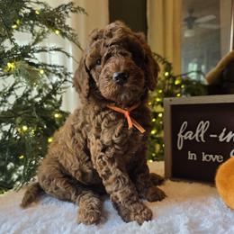 Orange Collar Boy - Red  male Poodle puppy in Bristol, Tennessee from 4goldendoodles