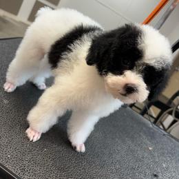 Bandit - Parti male Poodle puppy in Vilonia, Arkansas from Donna’s Pretty Poodles