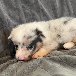 Creeper - Blue male Pembroke Welsh Corgi puppy in Hillsville, Virginia from Bonderosa Kennels