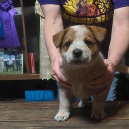 Bowie - Red speckled male Australian Cattle Dog puppy in Rogue River, Oregon from FullMoon Cattle Dogs