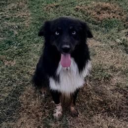 Echo - Australian Shepherd