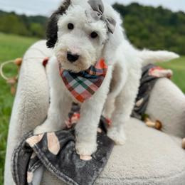 Sprinkle Panda - Black and white female Sheepadoodle puppy in Argillite, Kentucky from DeAnna’s Doodles