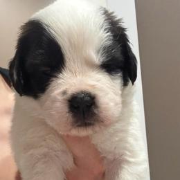 Roo (Purple Collared Girl) - Brown and white female Saint Bernard puppy in Paramount Long Meadow, Maryland from M&R SKYHAVEN SAINTS