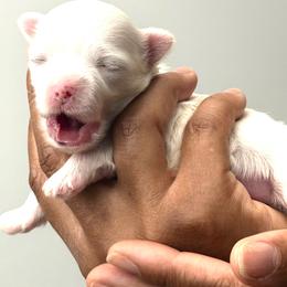 ACA Maltese boy puppy (1) - White male Maltese puppy in Florence, Arizona from Maltese Of Arizona
