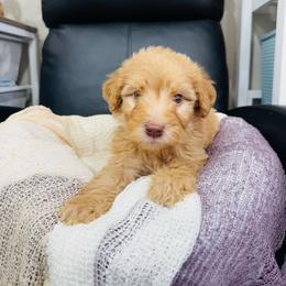 Biscotti-red - Yellow and white male Bernedoodle puppy in Oak Hills, California from High Desert Doodles