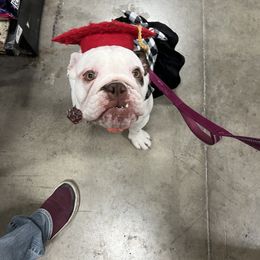 Bulldog Puppies from Bulldogzilla Breeders