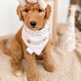 Goldendoodle Puppies from Summer Sun Doodles