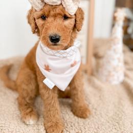 Goldendoodle Puppies from Summer Sun Doodles