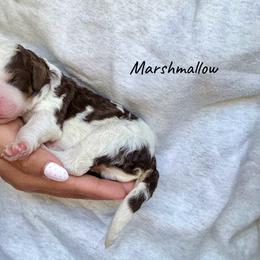 Marshmallow - Brown and white male Bernedoodle puppy in Pennsylvania from Bells Bernedoodles