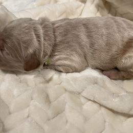 Green White - Cream male Goldendoodle puppy in Medina, Ohio from Farmer Doodles