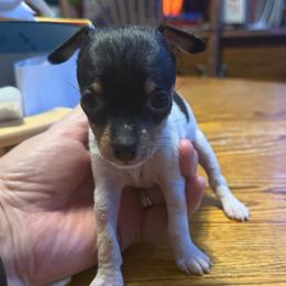 Baby A1A - White black and tan female Toy Fox Terrier puppy in Clermont, Florida from Debbie Hiles's Toy Fox Terriers