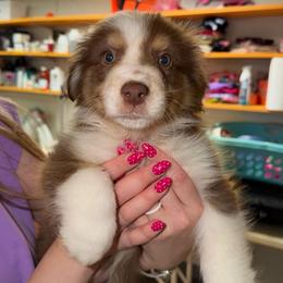 Daisy - Red tri-color female Australian Shepherd puppy in Anniston, Alabama from All Hale Aussies