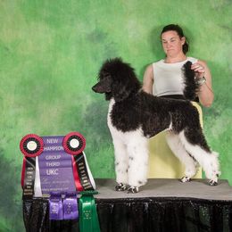 Boy 2 - Parti Poodle puppy in Vancouver, Washington from Urban Hero Poodles