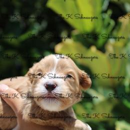 Blue collar - Wheaten male Miniature Schnauzer puppy in Santa Ana, California from The_K_Schnauzers