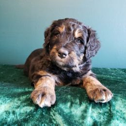 Bernedoodle Puppies from Badlands Bernedoodles