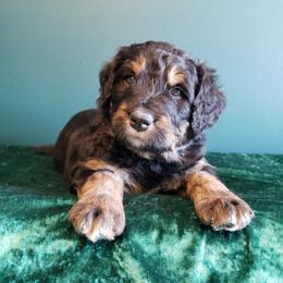 Bernedoodle Puppies from Badlands Bernedoodles