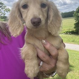 Mini - Cream female Dachshund puppy in Bentonville, Arkansas from T & D Dachshunds by design