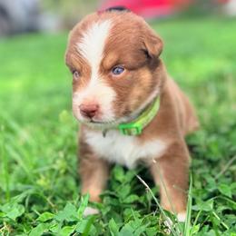 Misty AKC - Red tri-color female Australian Shepherd puppy in Polk City, Florida from Skaky Shepherds