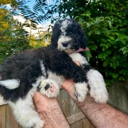 Chester - Black and white male Bernedoodle puppy in Holt, Missouri from Mindys Doodles