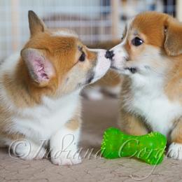 Pembroke Welsh Corgi Puppies from Sunny Acres Corgis