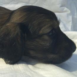DBs Pasquini Danza - Cream female Dachshund puppy in Summerfield, Florida from D & B Ranchette