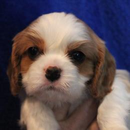 White Boy - Blenheim male Cavalier King Charles Spaniel puppy in Mt. Ulla, North Carolina from Divine Cavaliers
