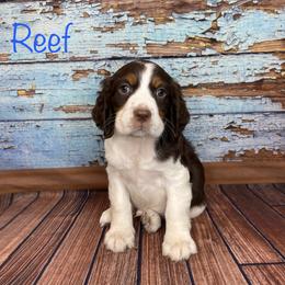Reef - English Springer Spaniel puppy in Pine Island, Minnesota from Country Breeze Springer Spaniels