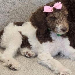 Lady Pawnelope Mouchete Pupperton - Parti female Poodle puppy in Midlothian, Texas from Pristine Puppies & Signature Studs