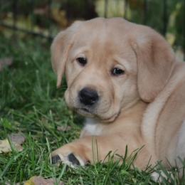 Labrador Retriever Puppies from Pineview Meadow Labradors