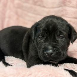 Lime Collar R - Black male Cane Corso puppy in Paris, Texas from Knucklehead Cane Corso