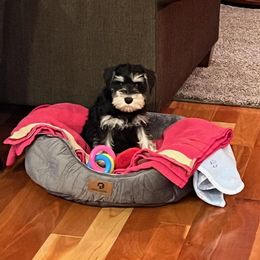 Miniature Schnauzer Puppies from A'Lord Miniature Schnauzer