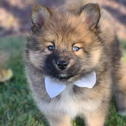 Pomskies from My Pomsky Palace
