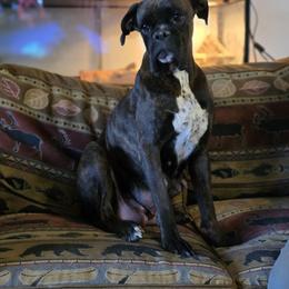 Lillie - Boxer