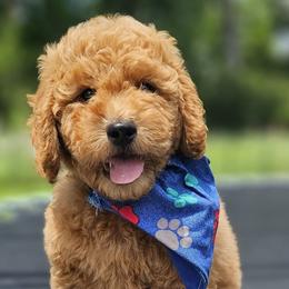 Nutmeg- Blue Collar - Red  male Goldendoodle puppy in Bonham, Texas from Happy Valley Puppies