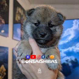 SAOIRSE - Red female Shiba Inu puppy in Minnesota from BonsaiShibas