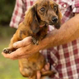 Dachshund All Grown Up from 5F Dachshunds