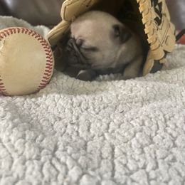 Doris - Fawn female Pug puppy in Hanover, Virginia from Pure Pugs