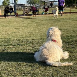 Aussiedoodle, Goldendoodle, and Poodle All Grown Up from Out West Doodles